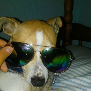 Meet your Posher, Leo